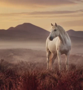 ¿Quién es el jinete del caballo blanco del Apocalipsis?