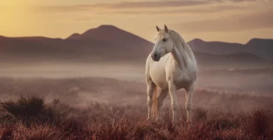 ¿Quién es el jinete del caballo blanco del Apocalipsis?
